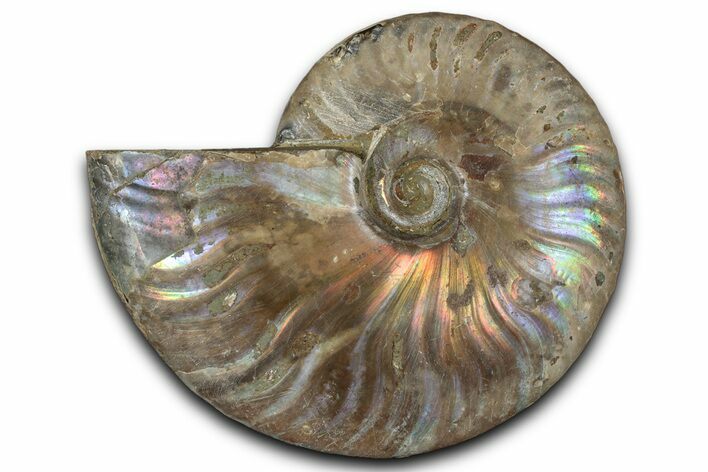 Silver Iridescent Ammonite (Cleoniceras) Fossil - Madagascar #346715